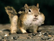 chipmunks-009